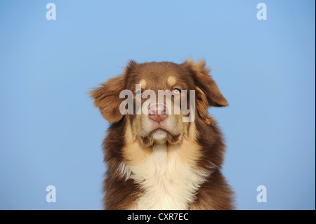 Australian Shepherd, red tri, portrait Stock Photo