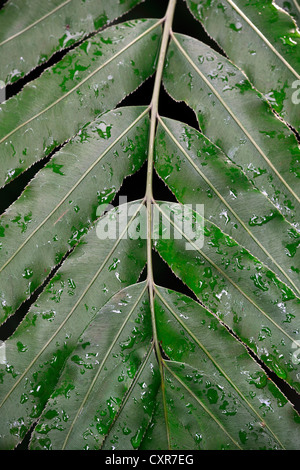 Leaf with dew drops, Giant Vine Fern or Sago Palm (Stenochlaena tenuifolia), South Africa Stock Photo