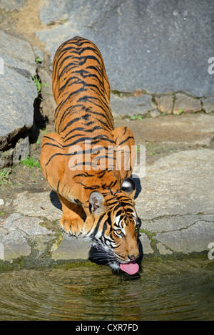 Indochinese Tiger or Corbett's Tiger (Panthera tigris corbetti), juveniles drinking at the edge of water, Berlin Zoo, captive Stock Photo