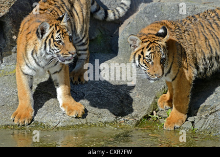 Indochinese Tigers or Corbett's Tigers (Panthera tigris corbetti), juveniles at the edge of water, Berlin Zoo, captive Stock Photo