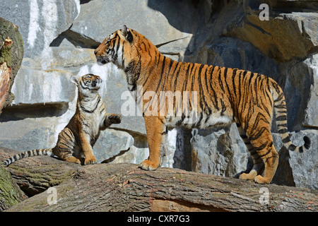 Indochinese Tiger or Corbett's Tiger (Panthera tigris corbetti), tigress and cub, Berlin Zoo, Germany, Europe Stock Photo