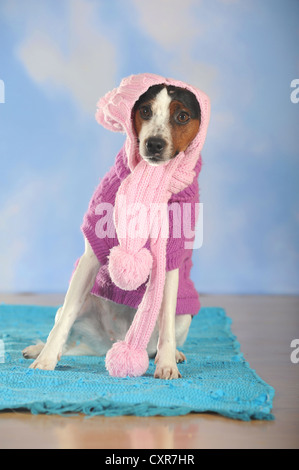 Parson Russell Terrier wearing a pink scarf and a dog coat Stock Photo