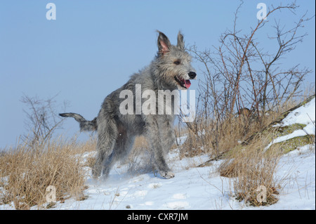 Irish Wolfhound running through snow-covered heath Stock Photo