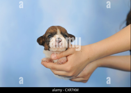 Jack Russell Terrier puppy, 2 weeks, being held by a child's hands Stock Photo