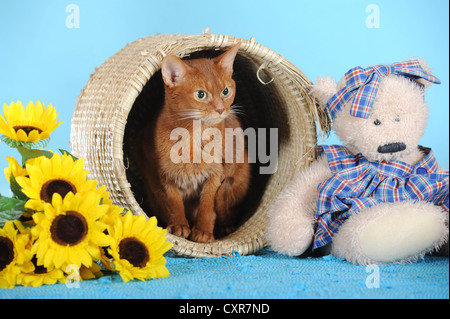 Abyssinian cat in a basket with a teddy bear beside it Stock Photo