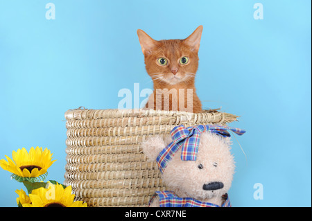 Abyssinian cat in a basket with a teddy bear beside it Stock Photo