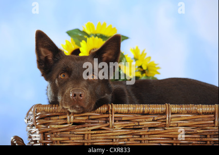 Australian Kelpie, chocolate coloured, in a wicker basket Stock Photo