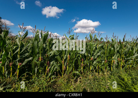 SWEET CORN/MAIZE GROWING IN  FIELD AGAINST BLUE SKY WITH CLOUDS IN GLOUCESTERSHIRE ENGLAND UK FIELD IS ON OFFA'S DYKE PATH Stock Photo
