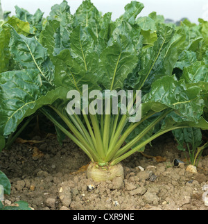 Mature sugar beet plant in soil before harvest Stock Photo