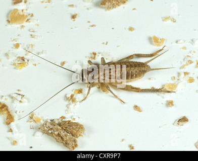 House cricket , Acheta domestica, nymph among kitchen detritis Stock Photo