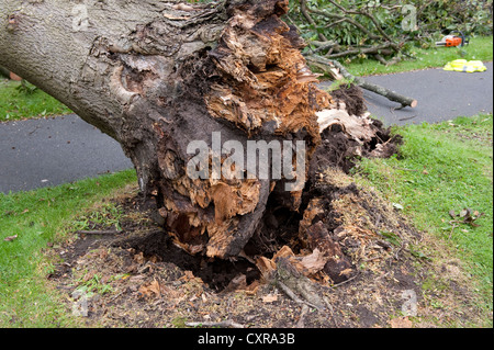 tree blown over high winds storm roots rotted Stock Photo