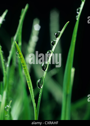 Water droplets on the blade of a ryegrass leaf Stock Photo