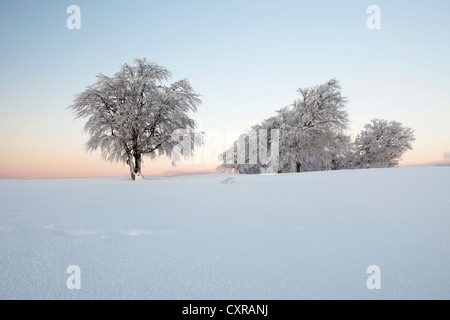 Wind-shaped beech trees with new snow at dawn, Mt Schauinsland near Freiburg in the Black Forest, Baden-Wuerttemberg Stock Photo