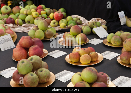 R V Roger apple and pear display awarded silver gilt flora Malvern Autumn show 2012 Stock Photo