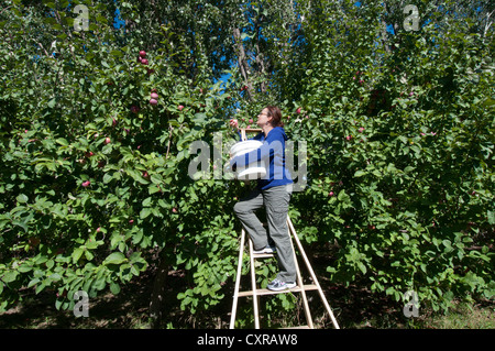Woman on a ladder picking apples Orchard Montéregie Quebec Canada Stock Photo