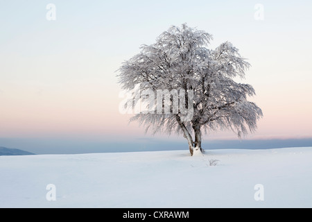 Wind-shaped beech trees with fresh snow in the early morning light, dawn, view to Mt Belchen, Mt Schauinsland near Freiburg in Stock Photo