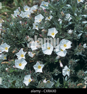 Ornamental bindweed, Convolvulus cneorum, with grey foliage and white flowers Stock Photo