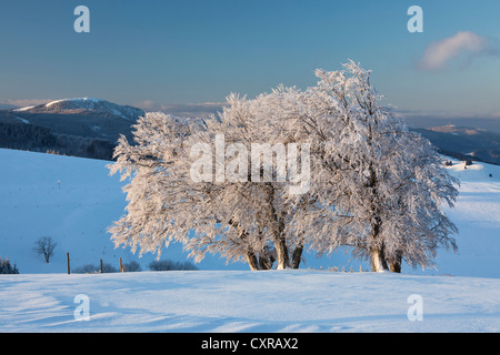 Wind-shaped beech trees with fresh snow with morning light, view to Mt Belchen, Mt Schauinsland near Freiburg in the Black Stock Photo