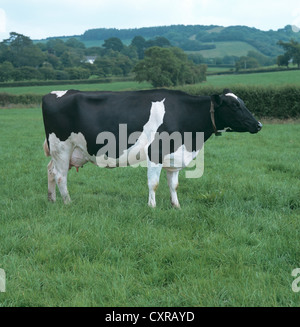 Holstein Friesian dairy cow in milk on grass pasture, Devon Stock Photo