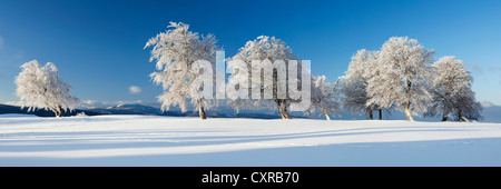 Beech trees in the fresh snow on Schauinsland mountain, Hochschwarzwald, Black Forest mountain range near Freiburg Stock Photo