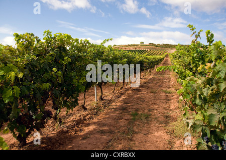 View of a wineyard in la rioja, Spain Stock Photo