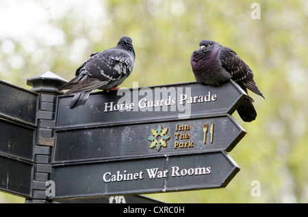 Signposts at St James's Park with two pigeons, London, South England, England, United Kingdom, Europe Stock Photo