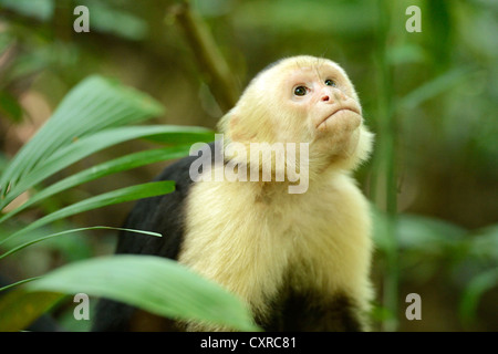 White-headed or White-faced Capuchin (Cebus capucinus), Manuel Antonio National Park, Costa Rica, Central America Stock Photo