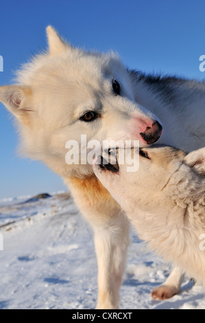 Greenland sled dogs, Greenland, Arctic North America Stock Photo