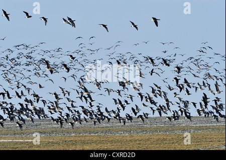Red-breasted Geese (Branta ruficollis), flying in formation, Black Sea coast, Bulgaria, Europe Stock Photo