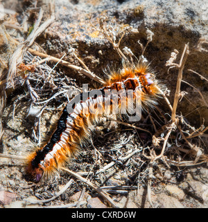 Cape Lappet Moth Caterpillar [Eutricha capensis] Stock Photo