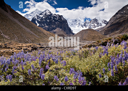 Violets (Violaceae) with the glacial moraine and the peaks of the Cordillera Huayhuash mountain range, Andes, Peru Stock Photo