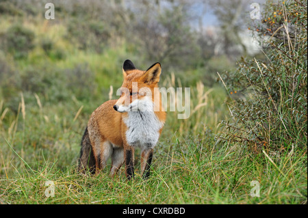 Red fox (Vulpes vulpes) in thicket with common sea-buckthorn in the dunes in autumn Stock Photo