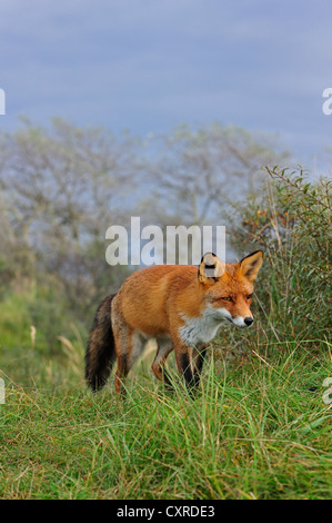 Red fox (Vulpes vulpes) in thicket with common sea-buckthorn in the dunes in autumn Stock Photo