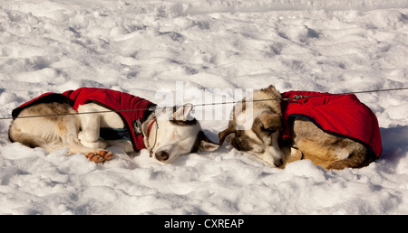 Two sled dogs with dog coats resting, sleeping in snow and sun, curled up, stake out cable, Alaskan Huskies, Yukon Territory Stock Photo