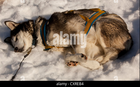 Sled dog in harness resting, sleeping in snow and sun, stake out cable, Alaskan Husky, Yukon Territory, Canada Stock Photo