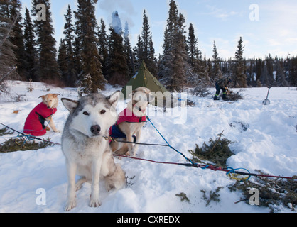 Sled dogs, Siberian Huskies, resting in snow, stake out cable, camp, teepee behind, Yukon Territory, Canada Stock Photo