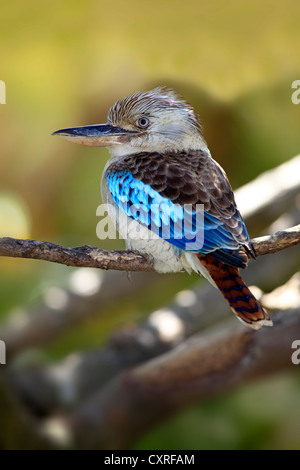 Blue-winged Kookaburra (Dacelo leachii), adult, perched on a tree, Australia Stock Photo