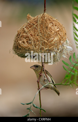 Southern Masked Weaver (Ploceus velatus), female below a nest, Oudtshoorn, Little Karoo, South Africa, Africa Stock Photo