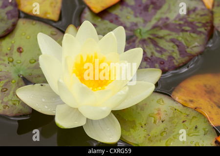 Yellow Water Lily (Nymphaea spp.), Hesse, Germany, Europe Stock Photo