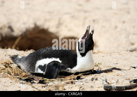 Jackass Penguin, African or Black-footed Penguin (Spheniscus demersus), brooding, Boulder, Simon's Town, Western Cape Stock Photo