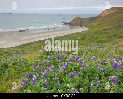 Cape Blanco State Park, OR: Lupine blooming on a hillside overlooking a secluded beach. Stock Photo