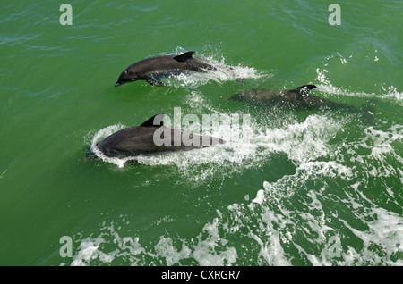 Dolphins viewed during a boat trip off Captiva Island, Sanibel Island, Florida, USA Stock Photo