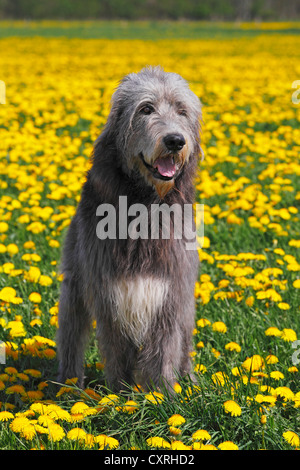 Irish Wolfhound (Canis lupus familiaris), male Stock Photo