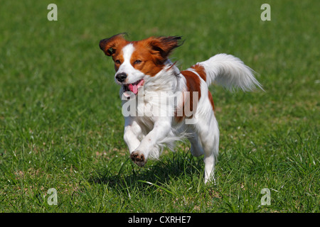 Kooikerhondje, Kooiker Hound (Canis lupus familiaris), young male dog running Stock Photo