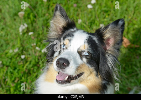 Australian Shepherd dog, portrait Stock Photo