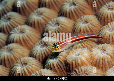 Tropical striped triplefin (Helcogramma striatum) on stone coral, Great Barrier Reef, a UNESCO World Heritage Site, Queensland Stock Photo