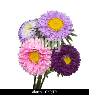 Bunch of aster daisy flowers isolated against white Stock Photo