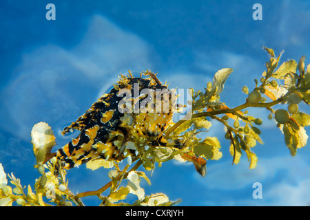 Sargassumfish (Histrio histrio) on Japanese wireweed (Sargassum muticum), Great Barrier Reef, a UNESCO World Heritage Site Stock Photo