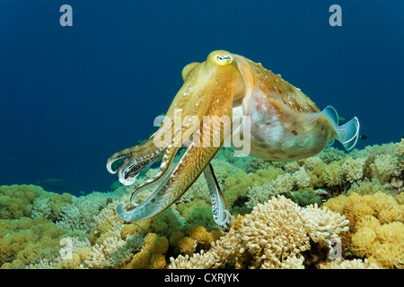 Broadclub cuttlefish (Sepia latimanus) swimming over coral reef, reef top, Great Barrier Reef, a UNESCO World Heritage Site Stock Photo