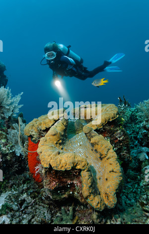 Female diver looking at a giant clam (Tridacna gigas) on a coral reef, Great Barrier Reef, a UNESCO World Heritage Site Stock Photo